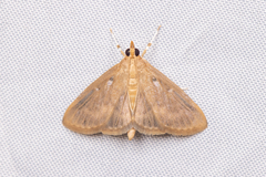 Pyraustini
