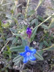 Glandora prostrata lusitanica