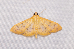 Patania balteata