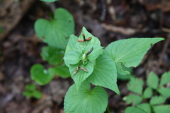 Viola acuminata