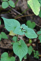 Viola acuminata