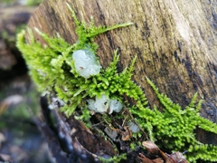Myxarium nucleatum
