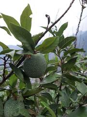 Ficus pumila awkeotsang