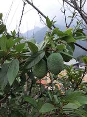 Ficus pumila awkeotsang