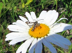 Chamaesphecia empiformis