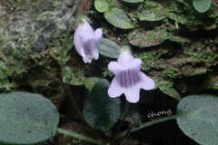 Metapetrocosmea peltata