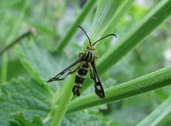Chamaesphecia empiformis