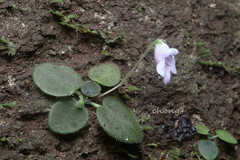 Metapetrocosmea peltata