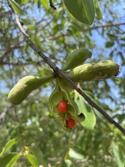 Annonaceae