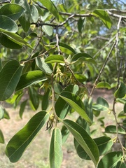 Annonaceae