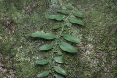 Pothos