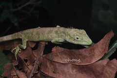 Pseudocalotes microlepis