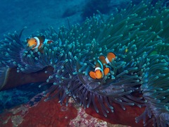 Amphiprion ocellaris