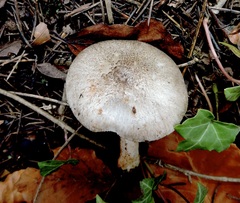 Lepiota cristata