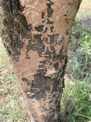Annonaceae