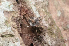 Neocentrocnemis stali