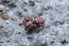 Storenomorpha abramovi