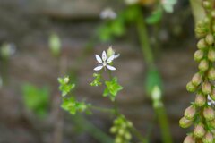 Micranthes clusii lepismigena