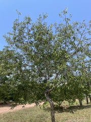 Annonaceae