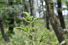Actaea dahurica