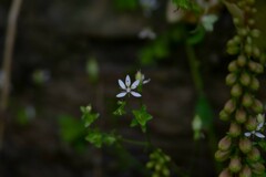 Micranthes clusii lepismigena