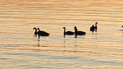 Cygnus columbianus