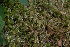 Micranthes clusii lepismigena