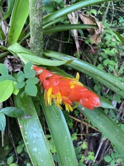 Guzmania berteroniana