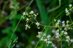Micranthes clusii lepismigena