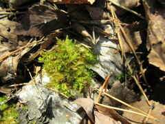 Aulacomnium androgynum