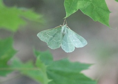 Geometra papilionaria