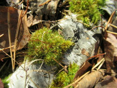 Aulacomnium androgynum