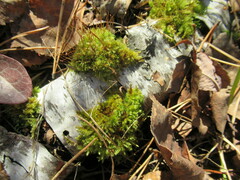 Aulacomnium androgynum