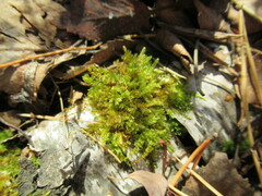 Aulacomnium androgynum