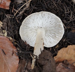 Lepiota cristata