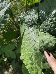 Xanthosoma