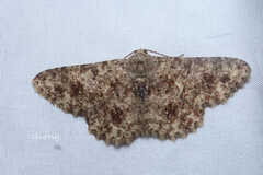 Racotis boarmiaria