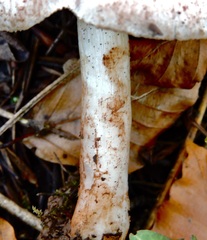 Lepiota cristata