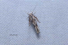 Stathmopoda stimulata