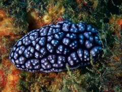 Phyllidiella pustulosa