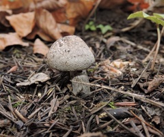 Lepiota cristata