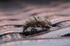 Phloeobius