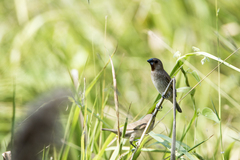 Lonchura punctulata topela