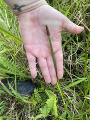 Eleocharis elegans