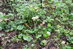 Micranthes manchuriensis