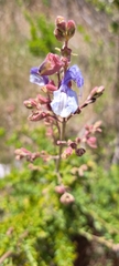Salvia chamelaeagnea