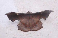 Fascellina chromataria