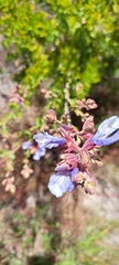 Salvia chamelaeagnea