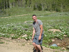 Wyethia helianthoides