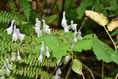 Aconitum alboviolaceum